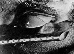 Buñuel: un chien andalou